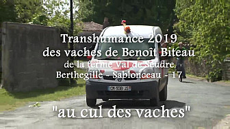 20ème Transhumance Solidaire des Vaches Maraichines de Benoît Biteau @Identi_Terre